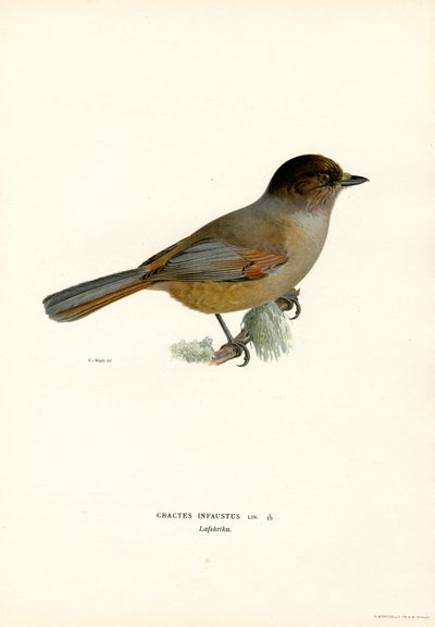 Sibirya alakargası (renkli taş) by Magnus Ferdinand and Wilhelm von Wright