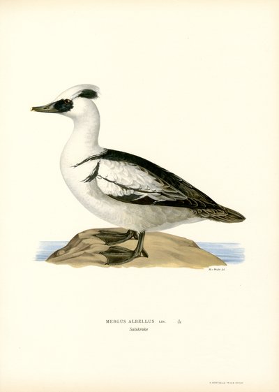 Smew (renkli lito) by Magnus Ferdinand and Wilhelm von Wright