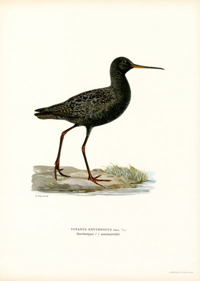 Benekli Redshank (renkli taş) by Magnus Ferdinand and Wilhelm von Wright