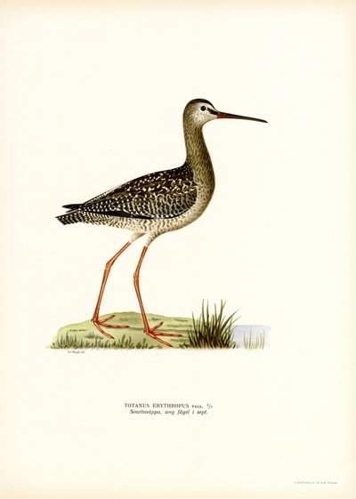 Benekli Redshank (renkli taş) by Magnus Ferdinand and Wilhelm von Wright
