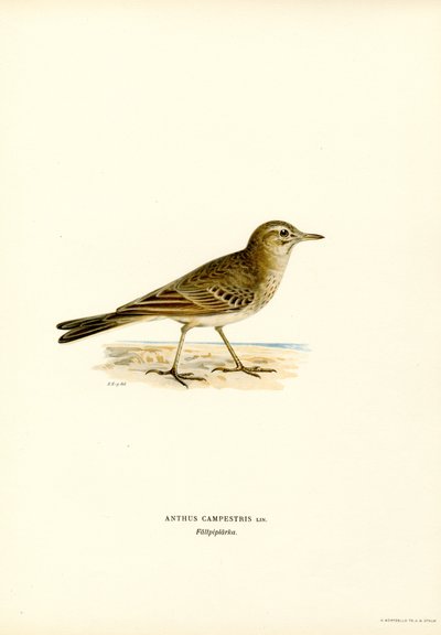 Tawny Pipit (renkli lito) by Magnus Ferdinand and Wilhelm von Wright