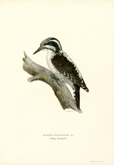 Üç parmaklı ağaçkakan (renkli taş) by Magnus Ferdinand and Wilhelm von Wright