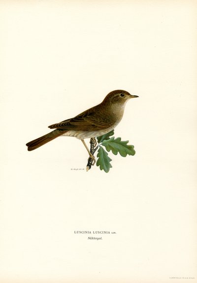 Ardıç Bülbül (renkli taş) by Magnus Ferdinand and Wilhelm von Wright