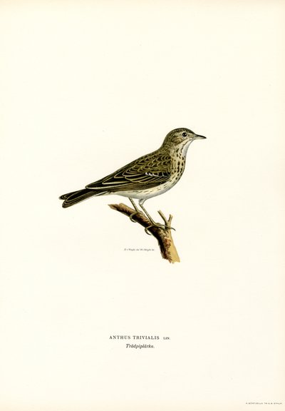 Ağaç İnciri (renkli lito) by Magnus Ferdinand and Wilhelm von Wright