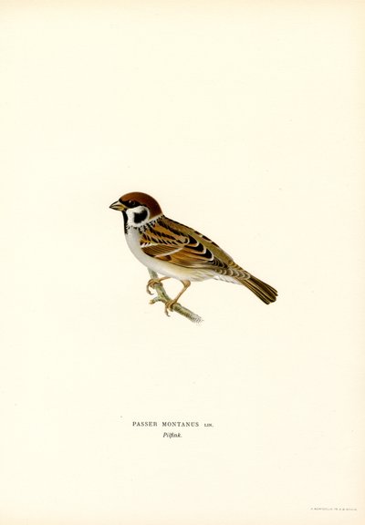 Ağaç Serçesi (renkli taş) by Magnus Ferdinand and Wilhelm von Wright