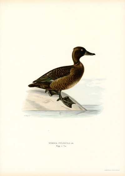 Tepeli Ördek (renkli taş) by Magnus Ferdinand and Wilhelm von Wright