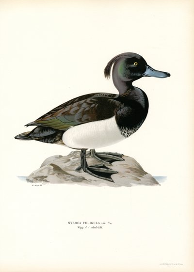 Tepeli Ördek (renkli taş) by Magnus Ferdinand and Wilhelm von Wright