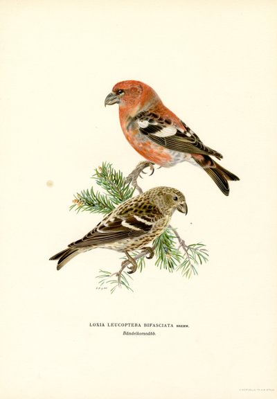 İki çubuklu çapraz fatura (renkli taş) by Magnus Ferdinand and Wilhelm von Wright