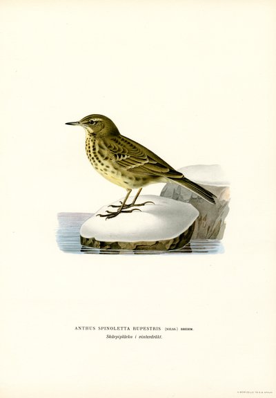 Su incir (renkli lito) by Magnus Ferdinand and Wilhelm von Wright