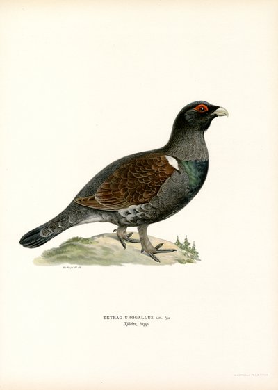 Batı Capercaillie (renkli taş) by Magnus Ferdinand and Wilhelm von Wright