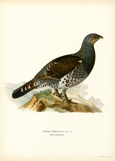 Batı Capercaillie (renkli taş) by Magnus Ferdinand and Wilhelm von Wright
