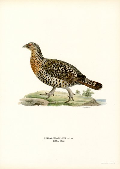 Batı Capercaillie (renkli taş) by Magnus Ferdinand and Wilhelm von Wright