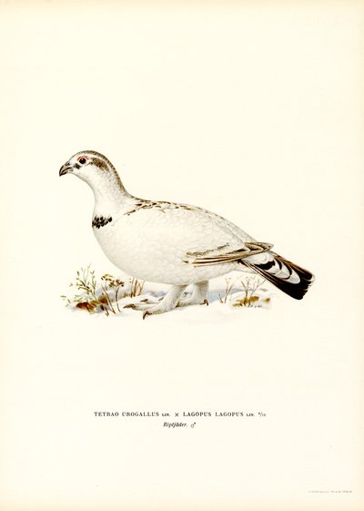 Batı Capercaillie x Söğüt Ptarmigan (renkli taş) by Magnus Ferdinand and Wilhelm von Wright