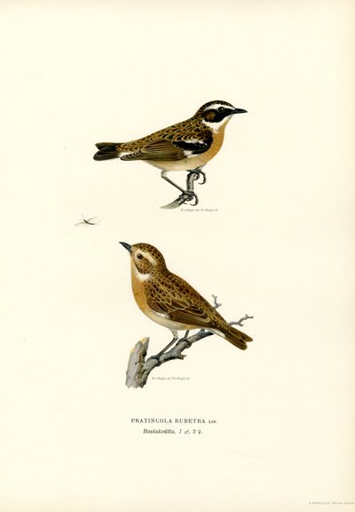 Whinchat (renkli lito) by Magnus Ferdinand and Wilhelm von Wright