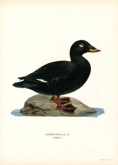 Beyaz kanatlı Scoter (renkli taş) by Magnus Ferdinand and Wilhelm von Wright