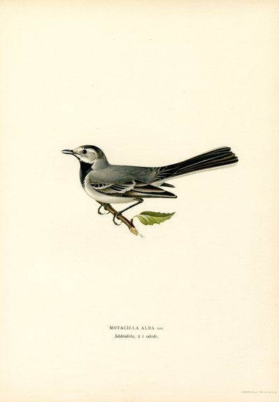 Beyaz Kuyruksallayan (renkli taş) by Magnus Ferdinand and Wilhelm von Wright