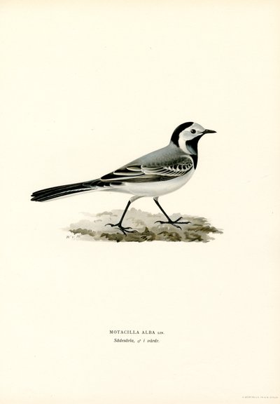 Beyaz Kuyruksallayan (renkli taş) by Magnus Ferdinand and Wilhelm von Wright