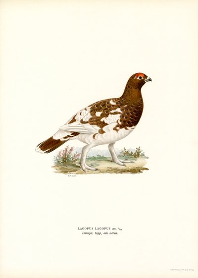 Willow Ptarmigan (renkli taş) by Magnus Ferdinand and Wilhelm von Wright