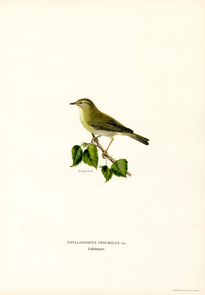 Willow Warbler (renkli taş) by Magnus Ferdinand and Wilhelm von Wright