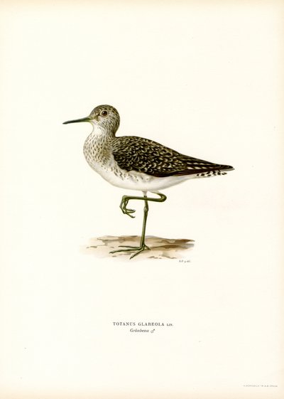 Ahşap Sandpiper (renkli lito) by Magnus Ferdinand and Wilhelm von Wright
