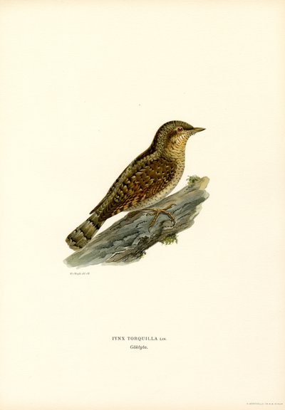 Wryneck (renkli lito) by Magnus Ferdinand and Wilhelm von Wright