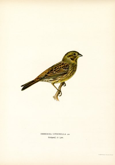 Sarı Kiraz Kuşu (renkli taş) by Magnus Ferdinand and Wilhelm von Wright