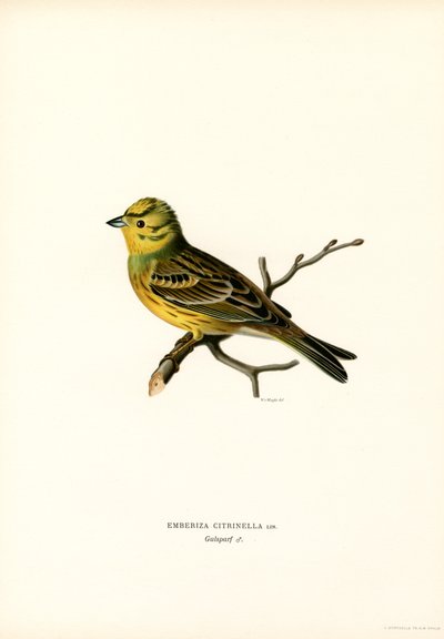 Sarı Kiraz Kuşu (renkli taş) by Magnus Ferdinand and Wilhelm von Wright