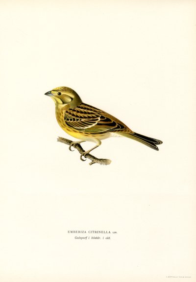 Sarı çekiç (Emberiza citrinella) (renkli taş) by Magnus Ferdinand and Wilhelm von Wright