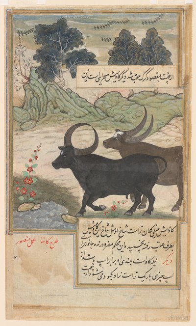  by Mansur (fl.c.1590 1630)
