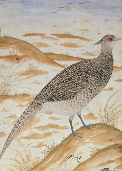 Himalaya tezahürat sülün, Jahangir Dönemi, Babür, c.1620 (suluboya) by Mansur