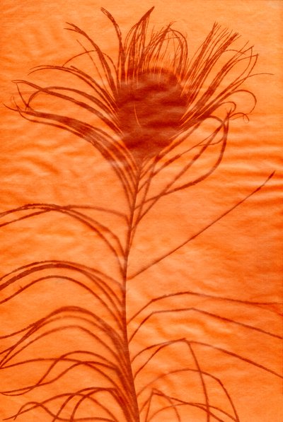  by Marco Campedelli
