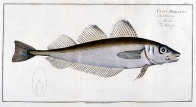 Doğal tarih panosu: Marc Elieser Bloch Ichtyologie Paris - Berlin - Londra 1787