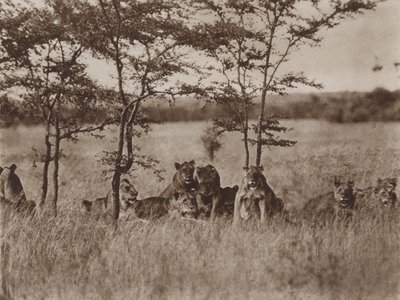 Yüzleri kameraya dönük, dinlenmekte olan dokuz aslan birliği by Marcuswell Maxwell