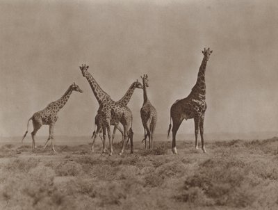 Kenya ovalarında by Marcuswell Maxwell