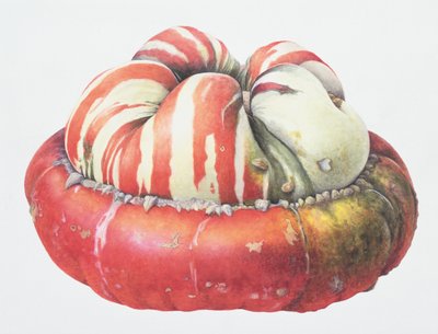 Turks Turban Squash, 1995 (kağıt üzerinde wc) by Margaret Ann Eden