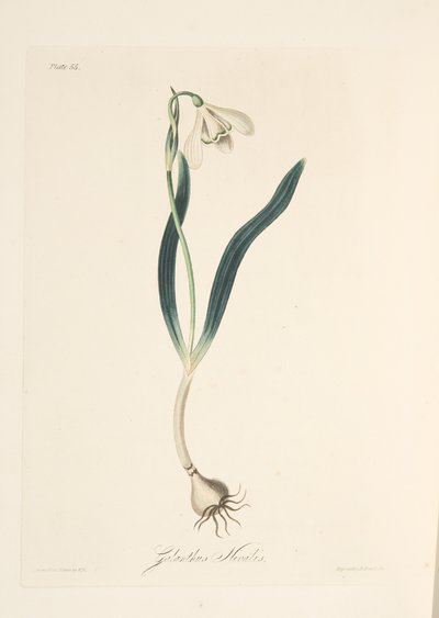 Mevsimlerin Çiçek Çizimlerinden Ortak Kardelen, pub. 1829 (el renkli gravür) by Margaret Roscoe