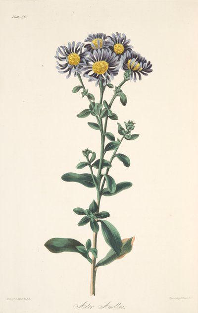 İtalyan Aster, Mevsimlerin Çiçek Çizimlerinden, pub. 1829 (el renkli gravür) by Margaret Roscoe