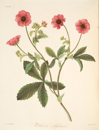 Nipal Potentilla, Mevsimlerin Çiçek Resimleri, pub