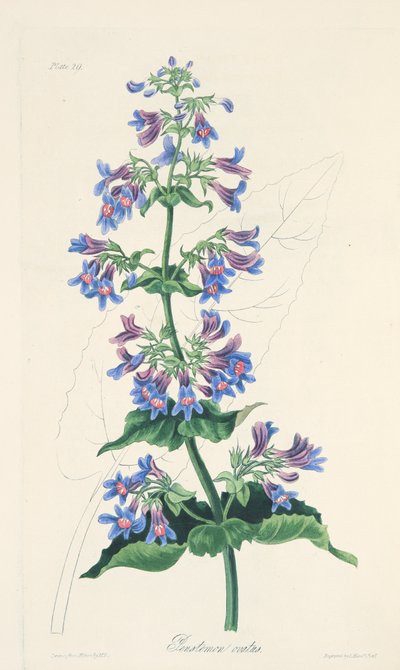Ovat yapraklı Penstemon, Mevsimlerin Çiçek Çizimlerinden, pub. 1829 (el renkli gravür) by Margaret Roscoe