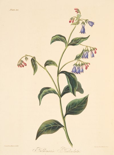 Paniklenmiş Lungwort, Mevsimlerin Çiçek Resimleri, pub