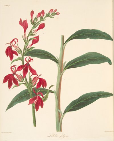 Refulgent Lobelia, Mevsimlerin Çiçek Resimleri, pub
