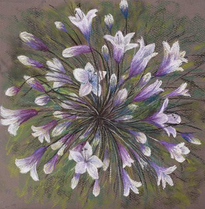 Allium ailesi, 2020 (pastel) by Margo Starkey