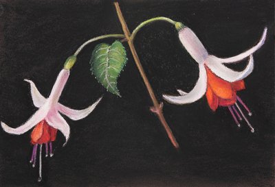 Fuşya, 2020 (pastel) by Margo Starkey