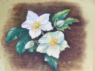 Helleborus, 2020 (pastel) by Margo Starkey