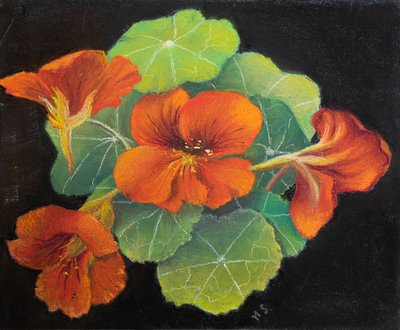 Nasturtiumlar, 2020 (pastel) by Margo Starkey