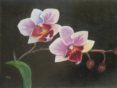 Yatak odamda orkide, 2020 (pastel) by Margo Starkey