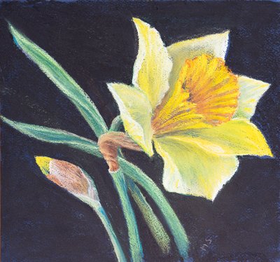 Nergisin güzelliği, 2021 (pastel) by Margo Starkey