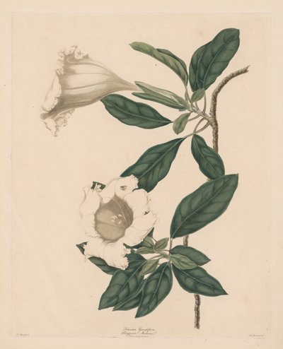 Kadeh Asma, 1790. by Maria Catharina Prestel