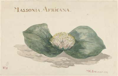 Bloem Massonia Afrika MASSONIA AFRICANA (nesne üzerindeki başlık) by Maria Geertruida Barbiers Snabilié