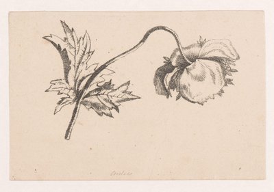 Haşhaş by Maria Geertruida de Goeje Barbiers (attributed to)